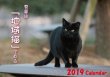 画像1: 地域猫カレンダー2019 (1)