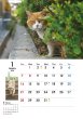 画像2: 地域猫カレンダー2018 (2)