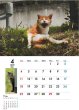 画像4: 地域猫カレンダー2021 (4)