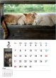 画像3: 地域猫カレンダー2021 (3)